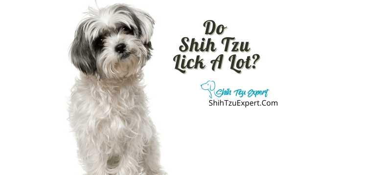 why do shih tzu lick so much