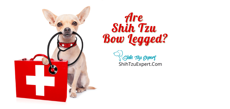 Shih tzu outlet bow legged