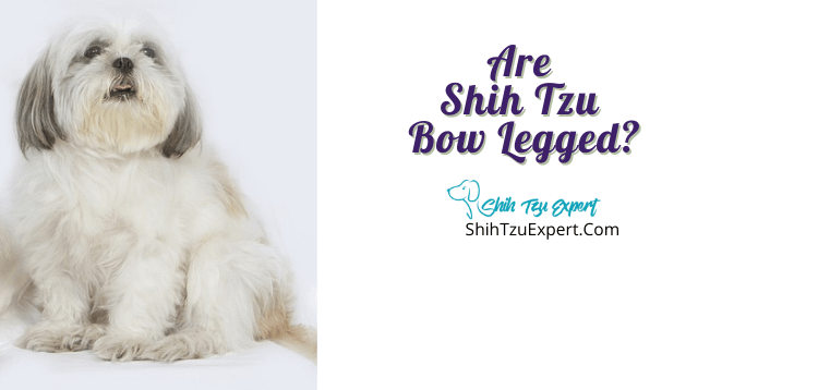 what causes bow legs in dogs