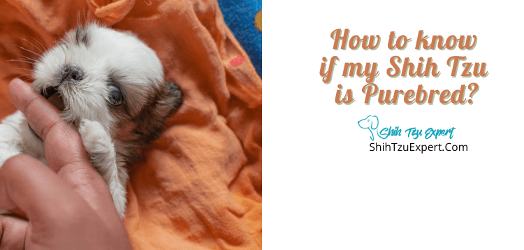 How to know if my Shih Tzu is Purebred? [Without a DNA Test!]