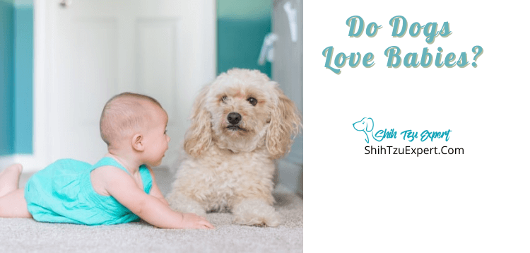 Do Dogs Love Babies? [Complete Guide]