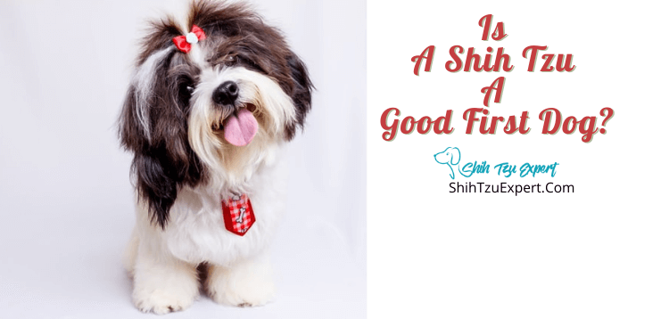 do shih tzus make good pets