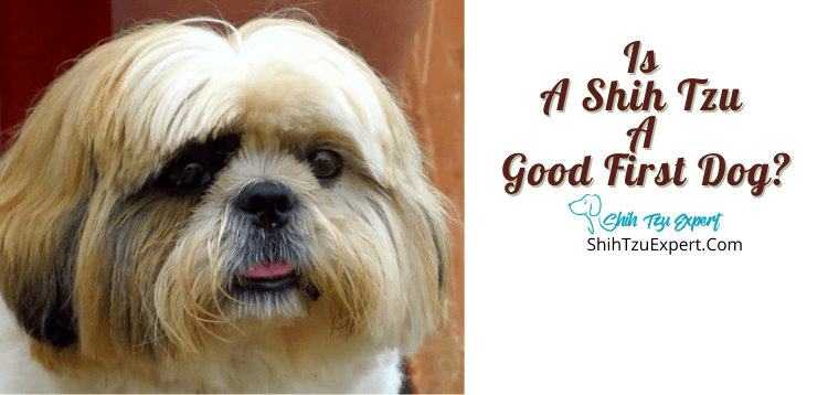 do shih tzus make good pets