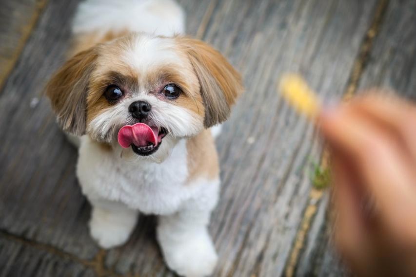 why do shih tzu lick so much