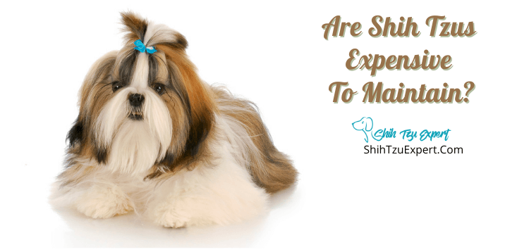 Are Shih Tzus Expensive To Maintain
