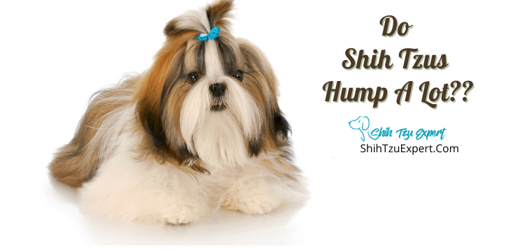 Do Shih Tzus Hump A Lot