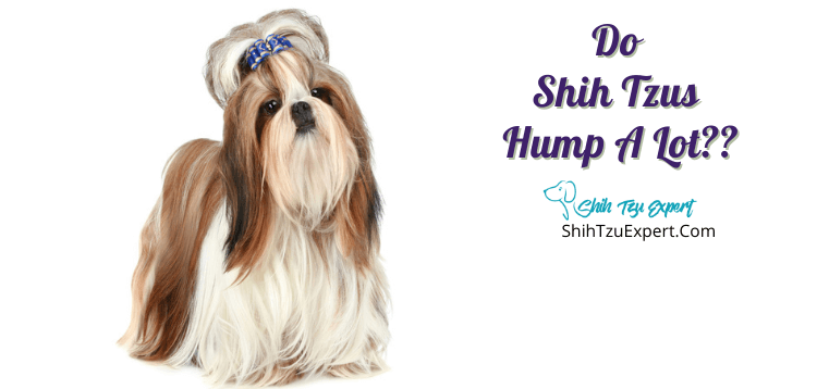 Do Shih Tzus Hump A Lot? [Complete Guide]