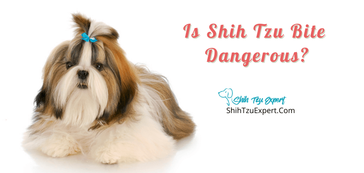 Is Shih Tzu Bite Dangerous