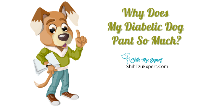 Why Does My Diabetic Dog Pant So Much Explained For Beginners Shih 