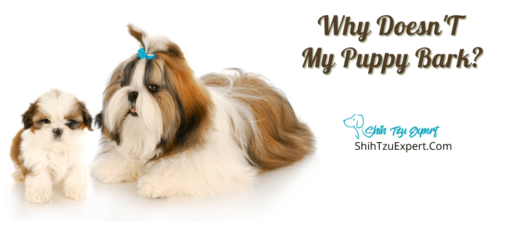 Why doesn't my puppy bark? [Things You Need To Know As A Dog Owner]