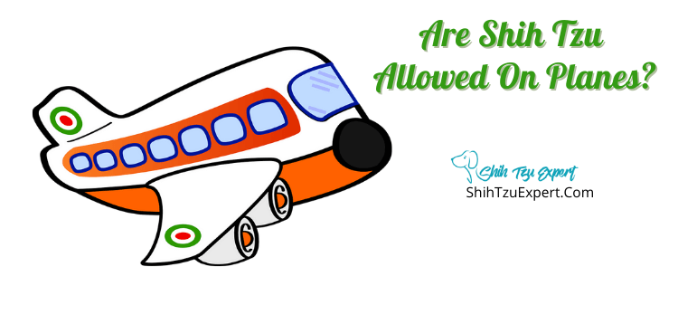 Are Shih Tzu Allowed On Planes? [Your Ultimate Guide]