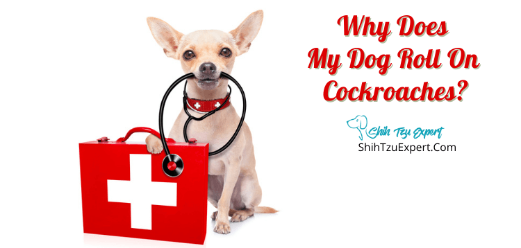 Why Does My Dog Roll On Cockroaches? [Explained With Examples] - Shih Tzu Expert