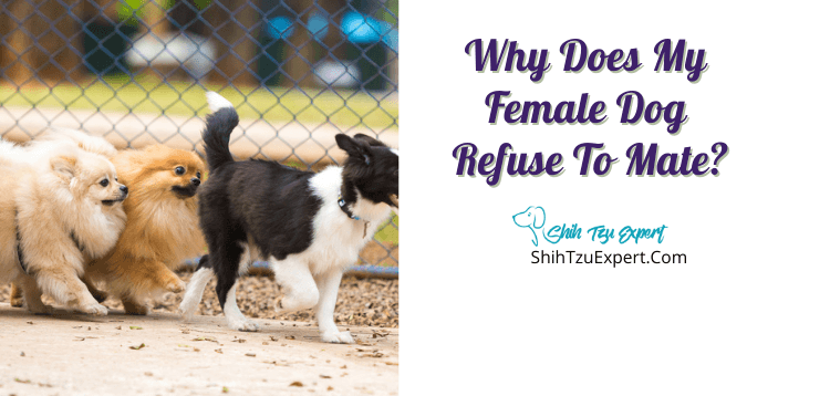 Why Does My Female Dog Refuse to Mate? [Explained For ...