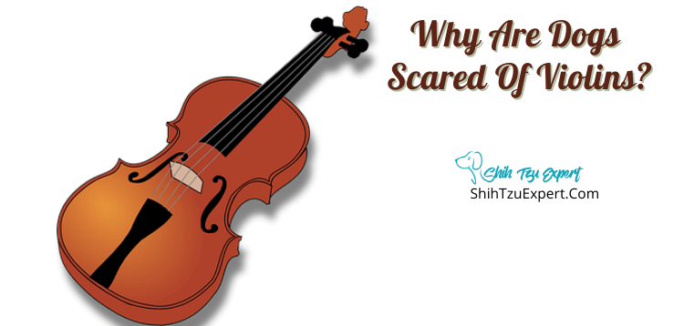 Why Are Dogs Scared Of Violins? [Read This First!]