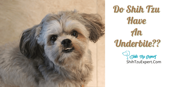 do shih tzu have underbites