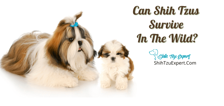 can shih tzu swim