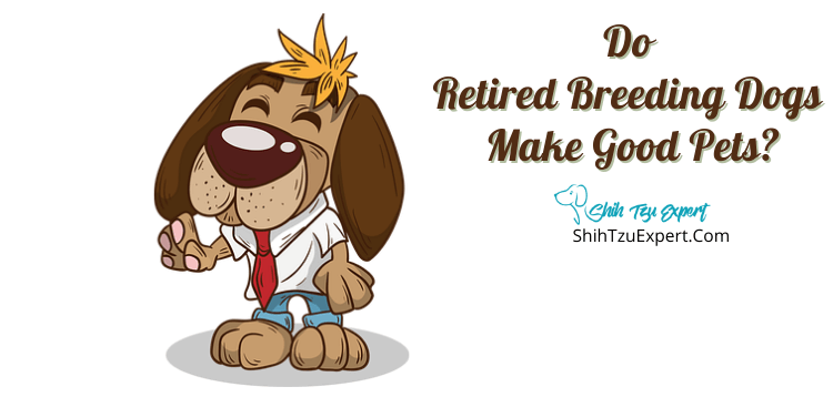 Do Retired Breeding Dogs Make Good Pets? [Your Ultimate Guide] - Shih