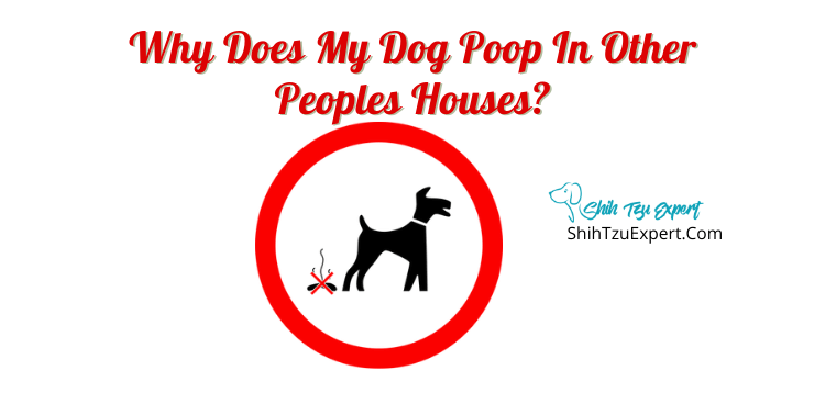 why do my dogs keep pooping in the house