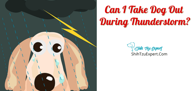 can-i-take-dog-out-during-thunderstorm-shih-tzu-expert