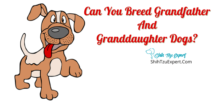 can father and daughter dogs breed