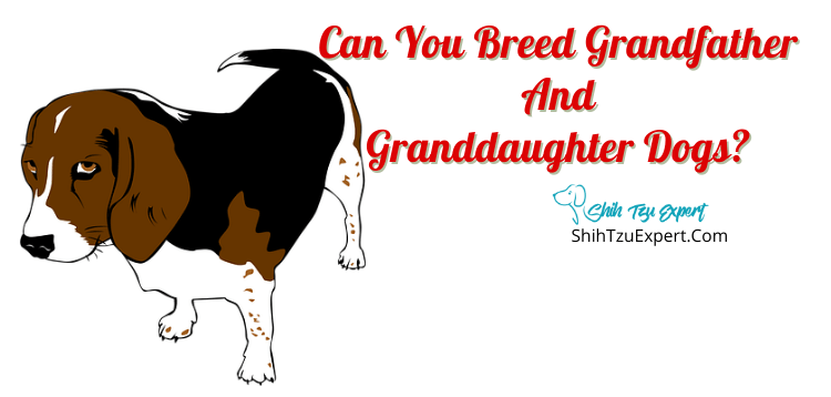 can-you-breed-granddaughter-and-grandfather-dogs-shih-tzu-expert