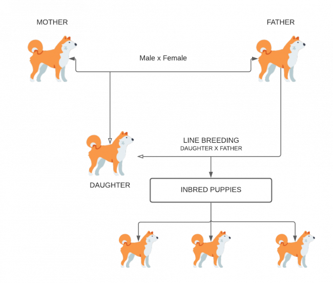 is inbreeding in dogs bad