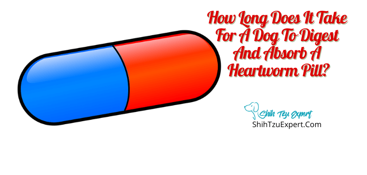 how long should dogs take heartworm medicine