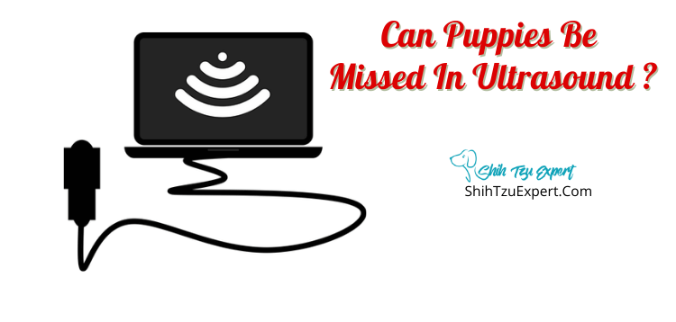 can an ultrasound miss puppies