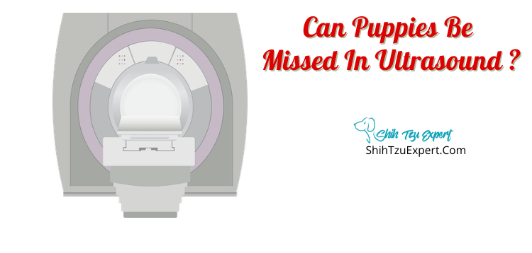 can an ultrasound miss puppies