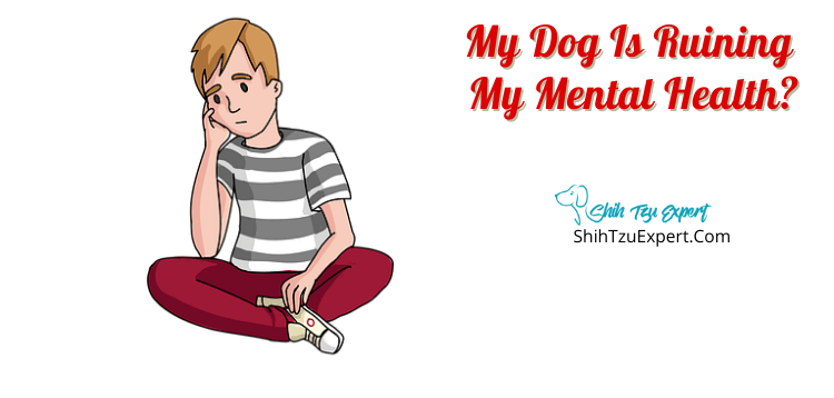 My dog is ruining my mental health - Shih Tzu Expert