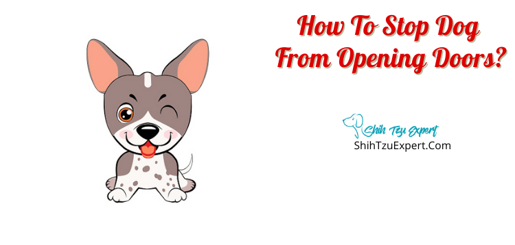 why-does-my-dog-randomly-open-my-door-essential-tips-keepingdog