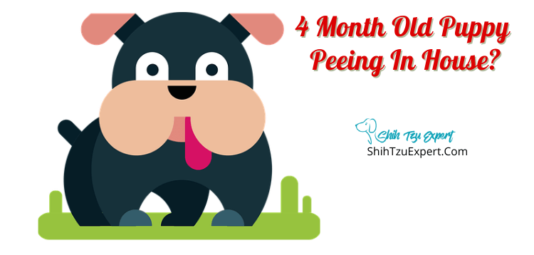 4 month old puppy peeing in the house