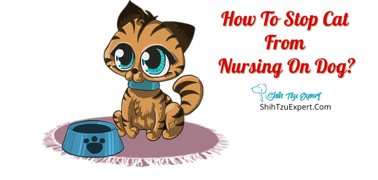 how-to-stop-cat-from-nursing-on-dog-shih-tzu-expert