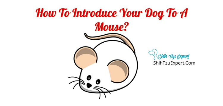 How To Introduce Your Dog To A Mouse? - Shih Tzu Expert