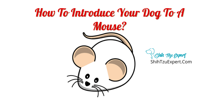 can a dog get sick from a mouse bite