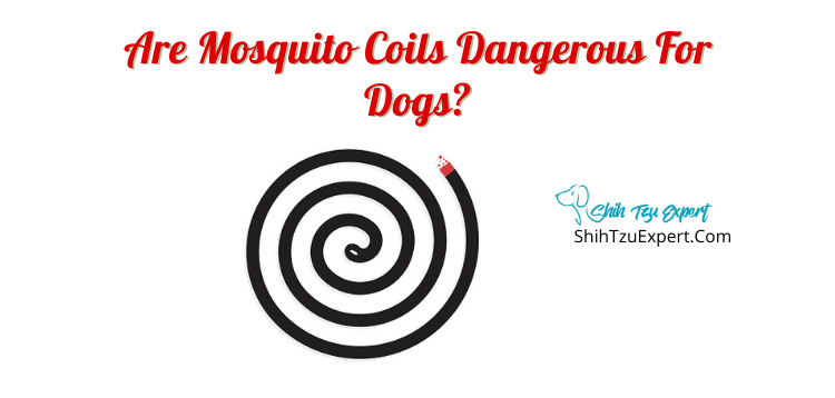 ​​​Are mosquito coils dangerous for dogs?