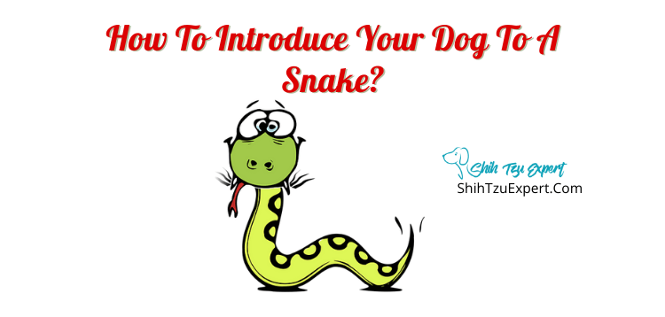How To Introduce Your Dog To A Snake?