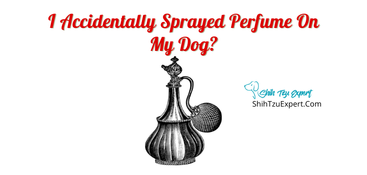 Can you put human perfume on dogs?