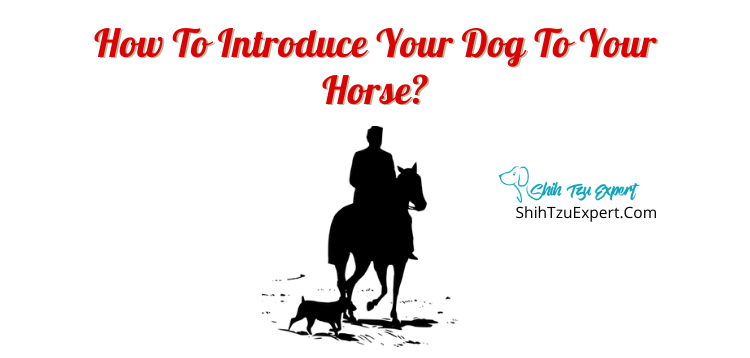 How to Introduce your Dog to your Horse?