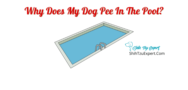 Why Does My Dog Pee in the Pool?