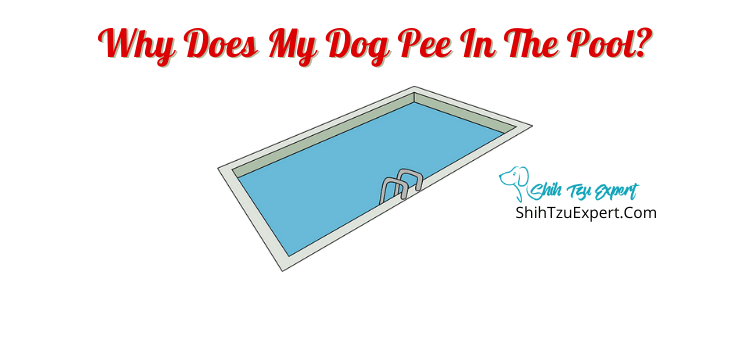 do dogs pee in swimming pools