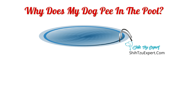 do dogs pee in swimming pools