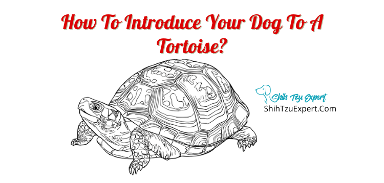 ​​​How To Introduce Your Dog To A Tortoise?
