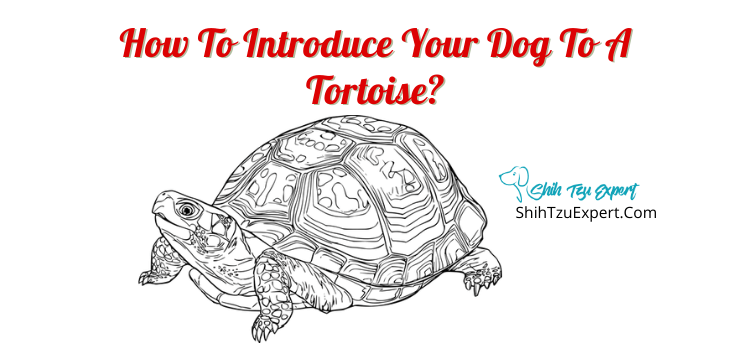 how-to-introduce-your-dog-to-a-tortoise-shih-tzu-expert