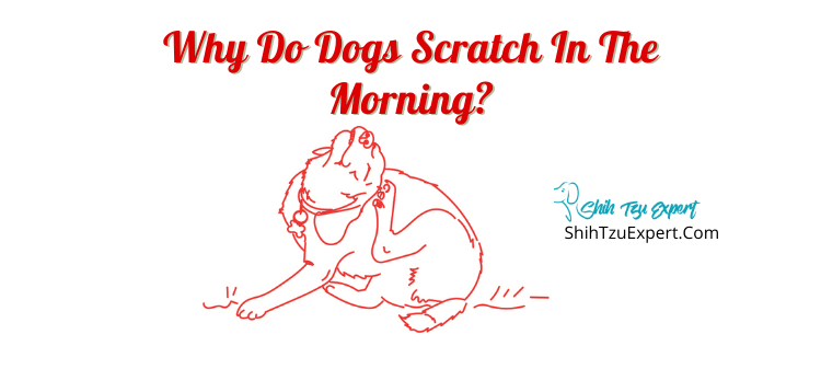 what causes a dog to scratch constantly