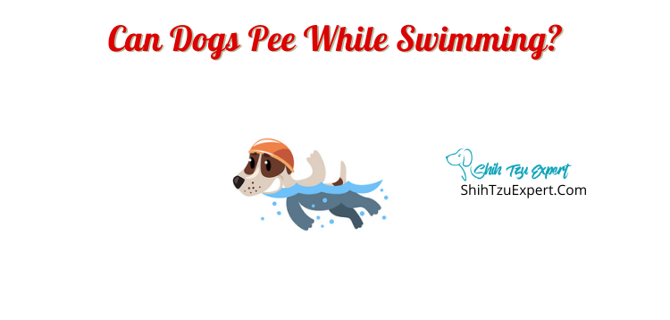 do dogs pee in swimming pools