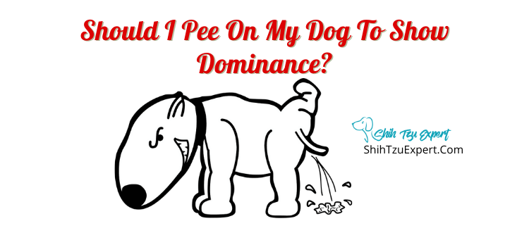 does peeing on your dog establish dominance