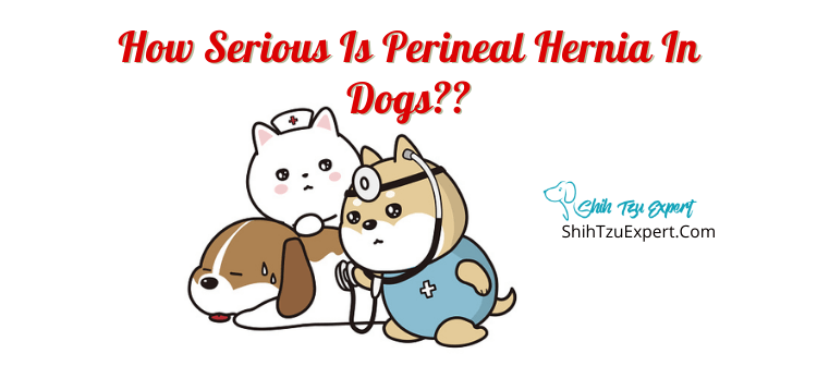 How Serious is Perineal Hernia in Dogs?
