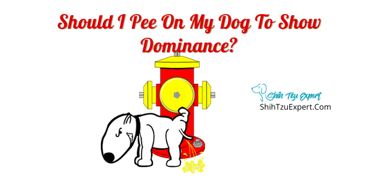 does peeing on your dog establish dominance