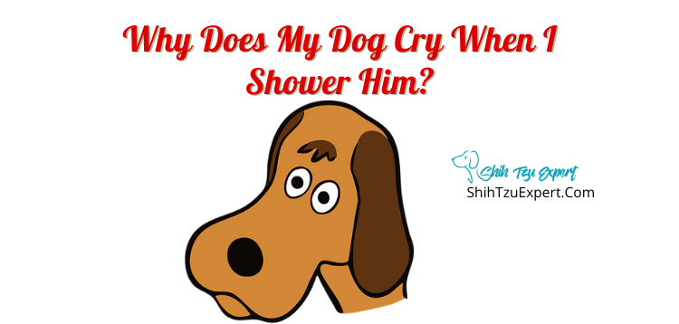 why does a dog cry when they poop